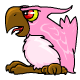 Pink Crokabek - r101
