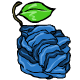 Dried Blusops