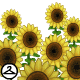 Sunflowers Foreground - r500